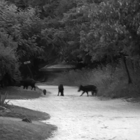 Prázdninový dům Szarvasko Nyaralo/ Deer Rock