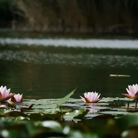 Szarvasko Nyaralo/ Deer Rock *