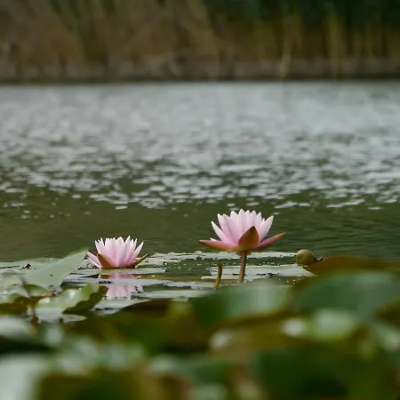 Prázdninový dům Szarvasko Nyaralo/ Deer Rock