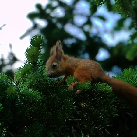Szarvasko Nyaralo/ Deer Rock