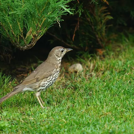 Szarvasko Nyaralo/ Deer Rock Ostřihom