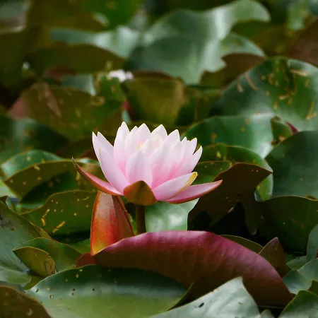 Szarvasko Nyaralo/ Deer Rock Holiday home *