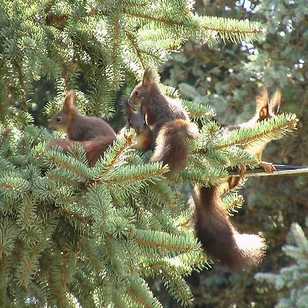 Szarvasko Nyaralo/ Deer Rock Ostřihom