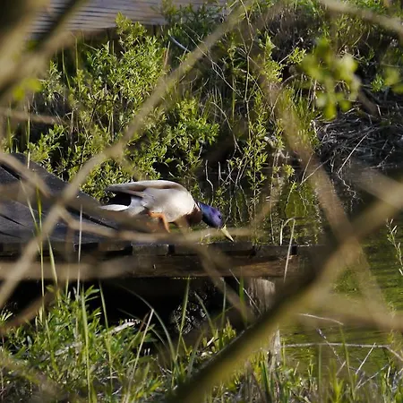 Szarvasko Nyaralo/ Deer Rock *