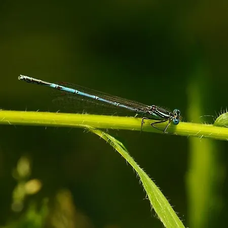 Prázdninový dům Szarvasko Nyaralo/ Deer Rock